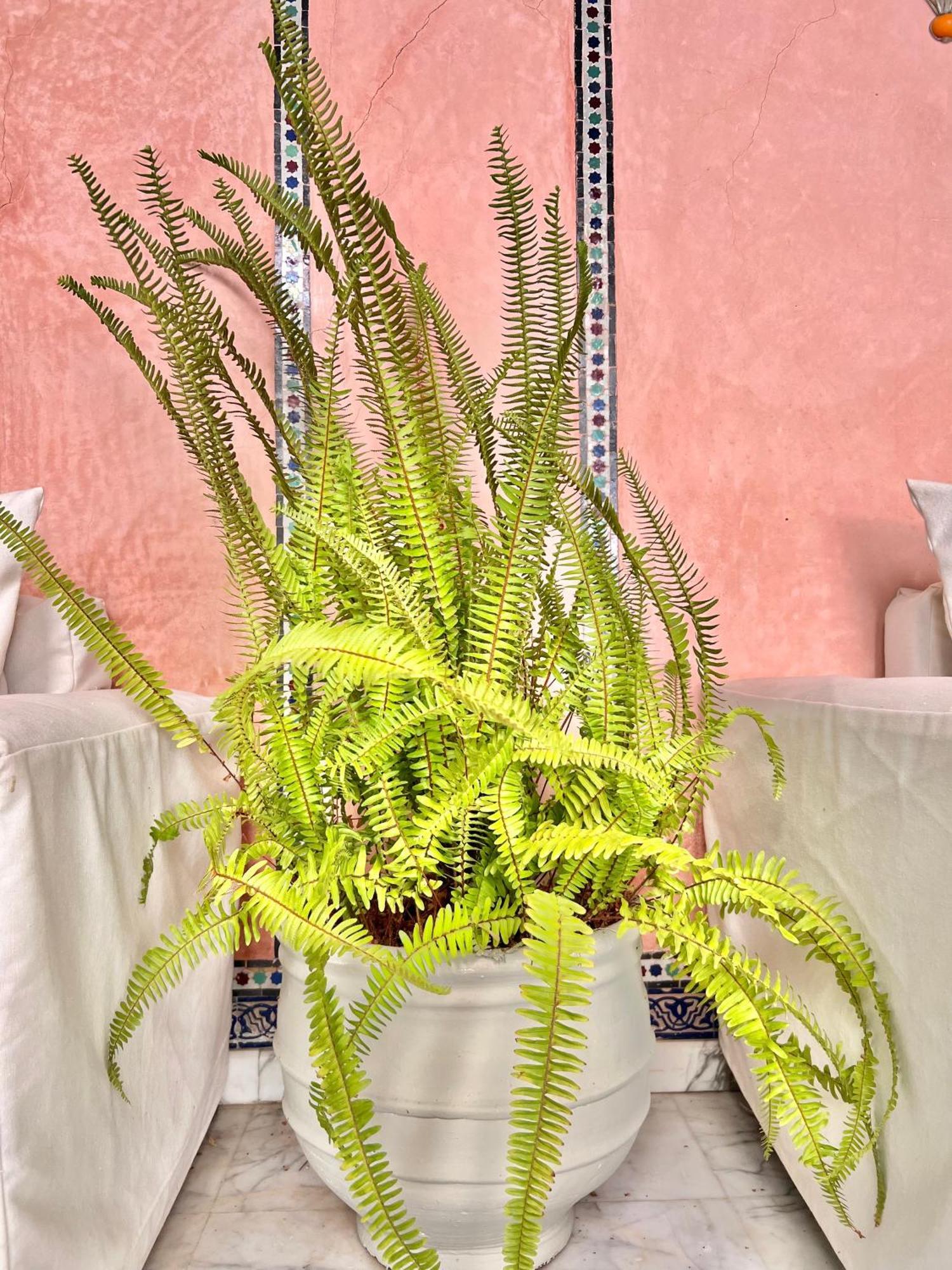 Riad Azad & Spa Marrakesh Eksteriør bilde